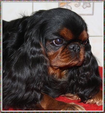 CH. Blue doll ti king des Cavaliers D'Albion