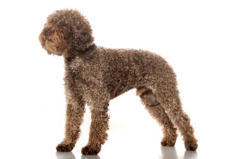 Publication : Du Grand Luberon Auteur : Christophe Hermeline