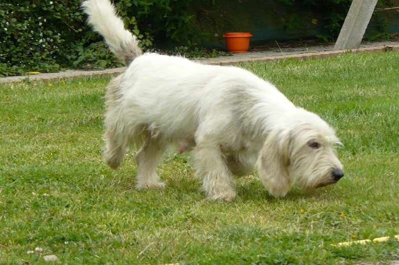 Publication : du Miroir du Risèd 