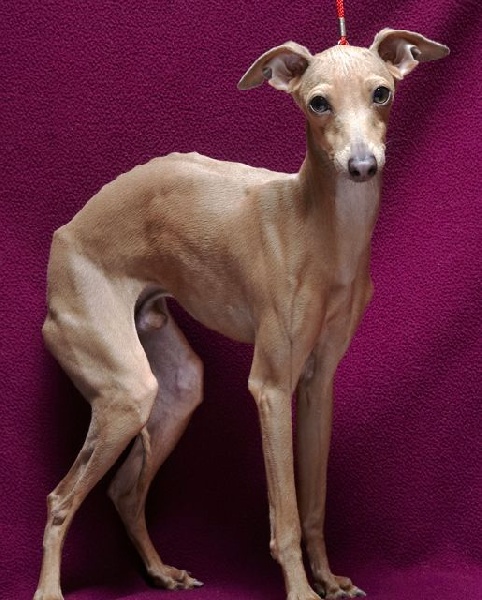 Filou des pitchoun diables