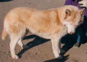 Skimarque Yakutks