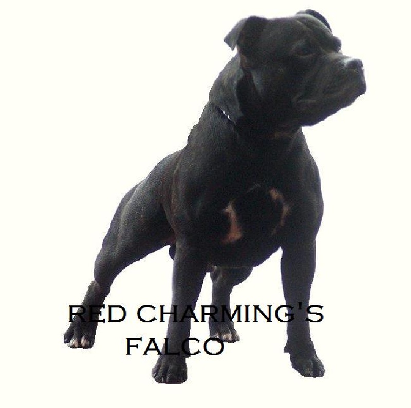 Red charming's Falco