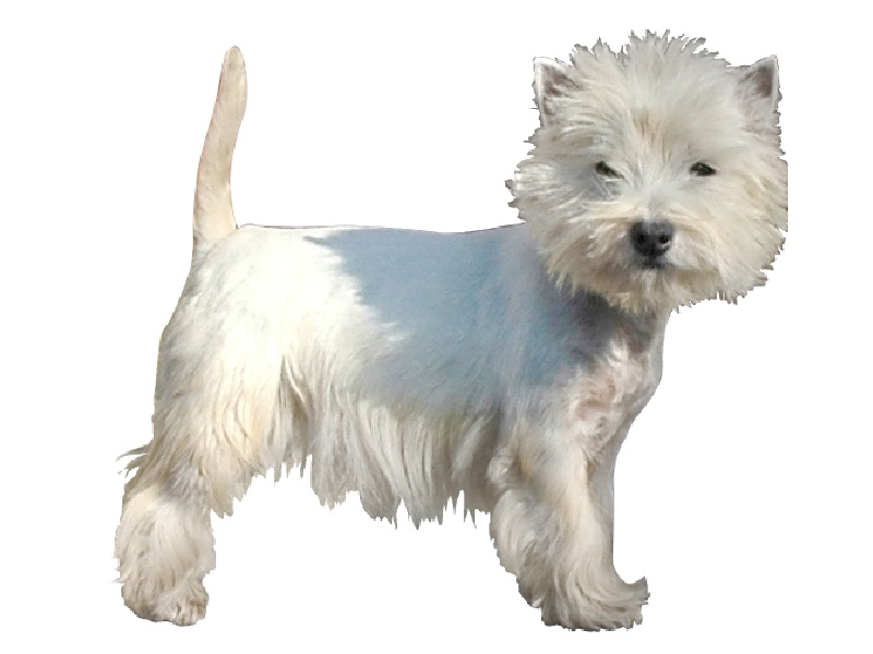 Publication : Des elucines