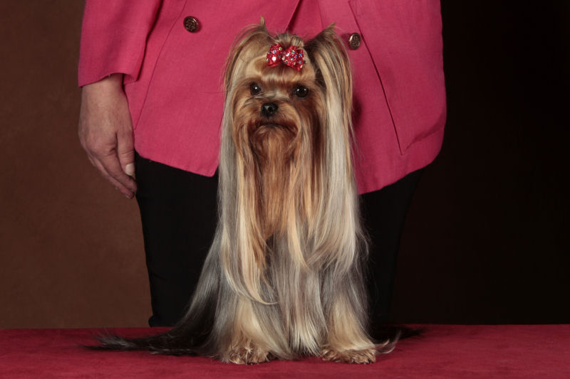 Engie Drops of Sparkling Love