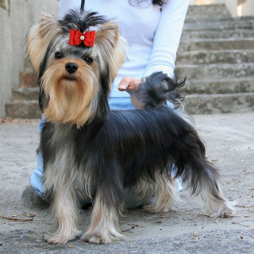 Publication : Alda's GoldStar