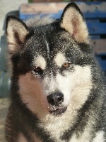 Étalon Alaskan Malamute - Vegas of the little sibery