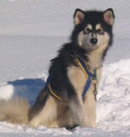 Étalon Alaskan Malamute - Unique cheyenne of Articana Dreams