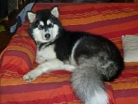 Étalon Alaskan Malamute - Fort baÏkal of Articana Dreams