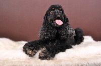 Étalon American Cocker Spaniel - the peyot dandy Heron ( luna)