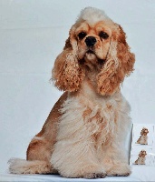 Étalon American Cocker Spaniel - Little Dog Fashion Jinger