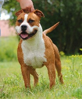 Étalon American Staffordshire Terrier - karballido staffs Enjoy your life