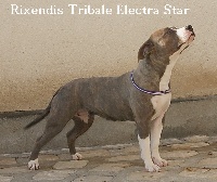 Étalon American Staffordshire Terrier - Rixendis tribale Electra-star