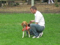 Étalon Beagle-Harrier - Coquine lann ar waremm