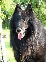 Étalon Berger Belge - Dreik polaris