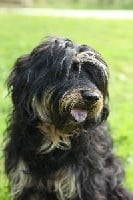 Étalon Berger catalan - El pakita du Vanil des Artses