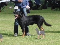 Étalon Berger de Beauce - Baikal Poussière De Lune