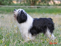 Étalon Berger Polonais de plaine - flinkbein Istotny ideal