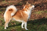 Étalon Berger islandais - CH. Soley fra olafsfjördur