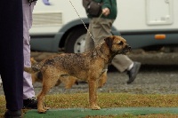 Étalon Border Terrier - CH. Fritzi fantastic fellow from Crossing Borders