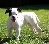 Étalon Bouledogue americain - mad dog Gaboo