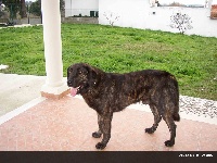 Étalon Chien de Castro Laboreiro - Viriato (Sans Affixe)