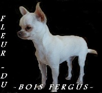 Étalon Chihuahua - Du Bois Fergus Fleur