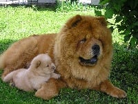 Étalon Chow Chow - Danaide du Domaine d'Hemine