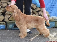 Étalon Cocker Spaniel Anglais - CH. Joe domaine d'haïsha