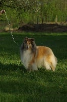 Étalon Colley à poil long - CH. ebony belle Van Thaborberg