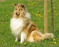 Étalon Colley à poil long - Van Thaborberg Jakeza