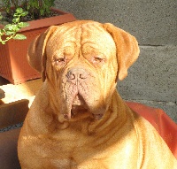 Étalon Dogue de Bordeaux - Flash Du clos des malicieuses