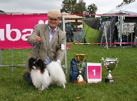 Étalon Epagneul nain Continental (Papillon) - CH. Connection I know nothing