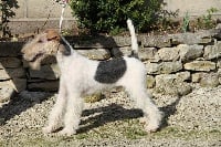 Étalon Fox Terrier Poil Dur - Fizz du Haillet des Corneiredes