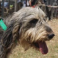 Étalon Griffon nivernais - Djipsy du roc d'Eden