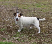 Étalon Jack Russell Terrier - Diwall du Domaine de la Clairiere aux Loups