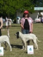Étalon Petit gascon saintongeois - Diamant des sources de la lidoire
