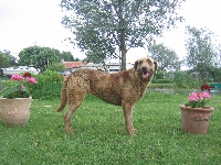 Étalon Retriever de la baie de Chesapeake - Amour du Mas de Mailys