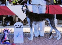 Étalon Saluki - CH. Hengameh Bostan-i-elbekh