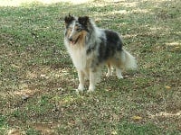 Étalon Shetland Sheepdog - Fly De goazilec