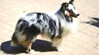 Étalon Shetland Sheepdog - Exotic in blue paradise de l'inoubliable chemin