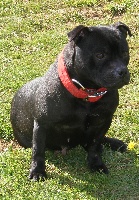 Étalon Staffordshire Bull Terrier - Diamond black de Dog's Man Crew