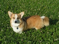 Étalon Welsh Corgi Pembroke - golubaya krov Guenièvre