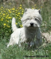 Étalon West Highland White Terrier - Chana Des coeurs d'alène