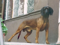 Étalon chien de Rouge de Baviere - CH. Aron ponowa