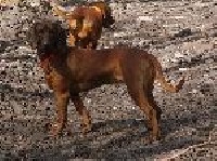 Étalon chien de Rouge de Baviere - CH. Czeremcha hazba