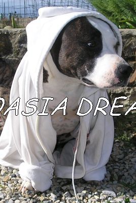 Publication : d'Oasia Dream Auteur : cholvy delphine