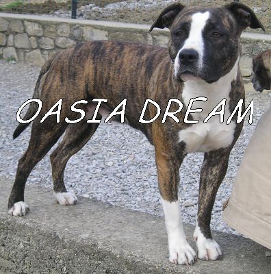 Publication : d'Oasia Dream 