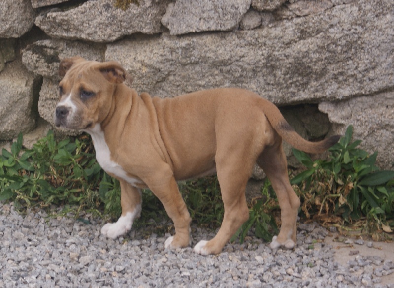 Publication : du temple des Vestales 