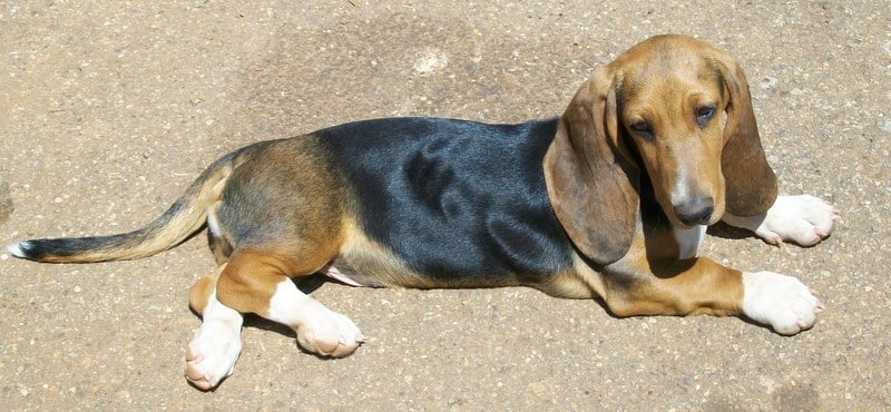 Publication : Du Roc De La Gourgue Blanche