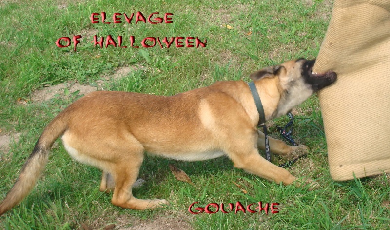Gouache of Halloween